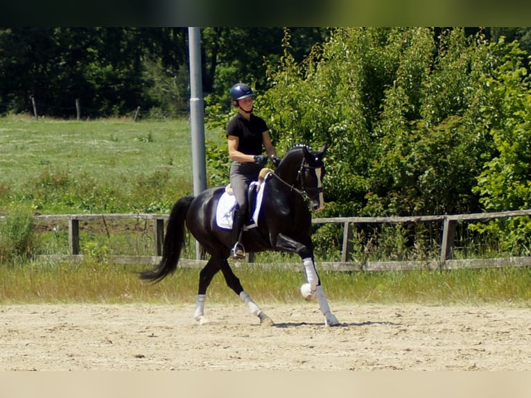 Hanoverian Gelding 6 years 15,1 hh Black in IserlohnIserlohn