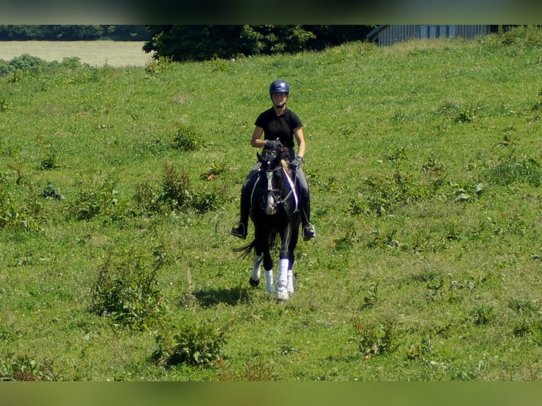 Hanoverian Gelding 6 years 15,1 hh Black in IserlohnIserlohn