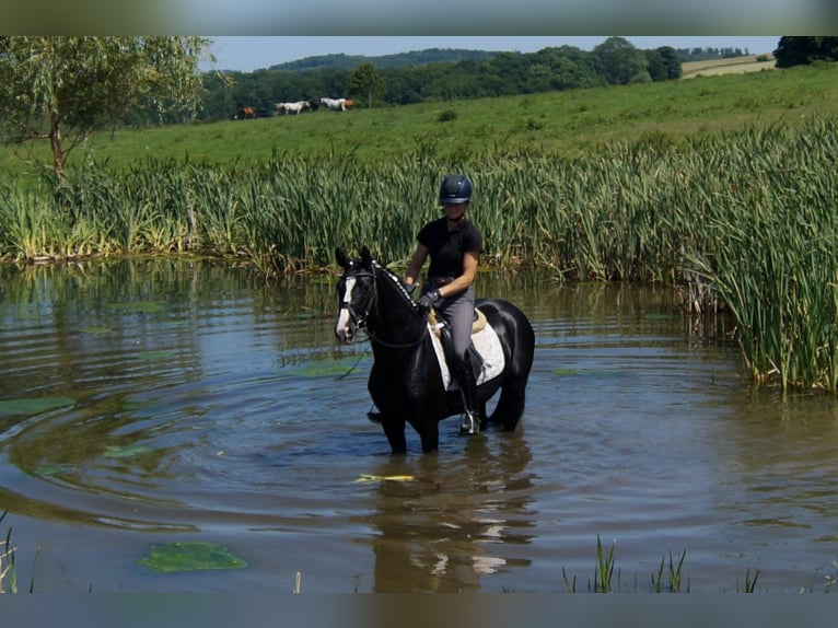 Hanoverian Gelding 6 years 15,1 hh Black in IserlohnIserlohn