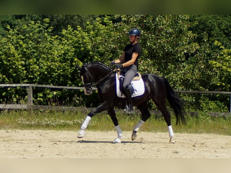 Hanoverian Gelding 6 years 15,1 hh Black in IserlohnIserlohn