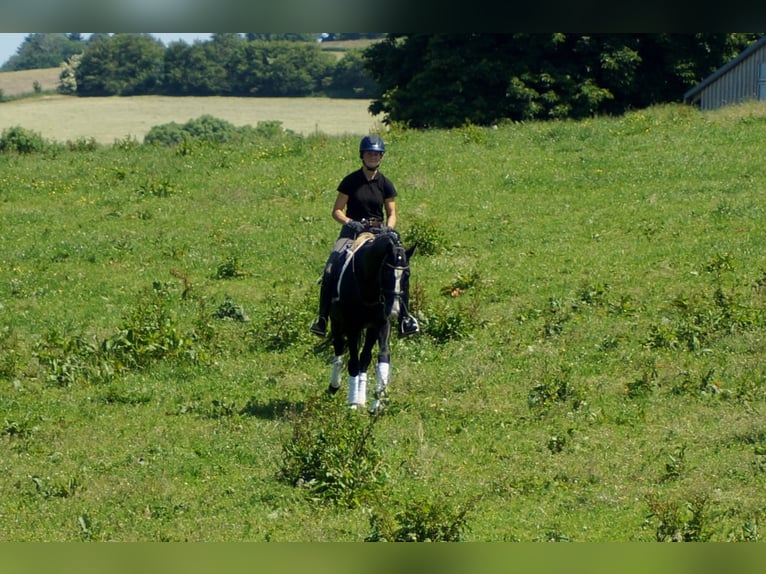 Hanoverian Gelding 6 years 15,1 hh Black in IserlohnIserlohn