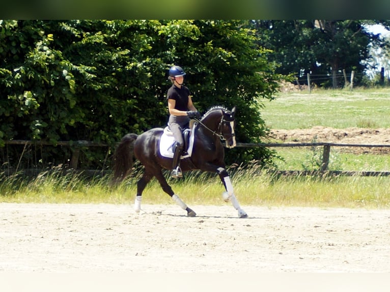 Hanoverian Gelding 6 years 15,1 hh Black in IserlohnIserlohn