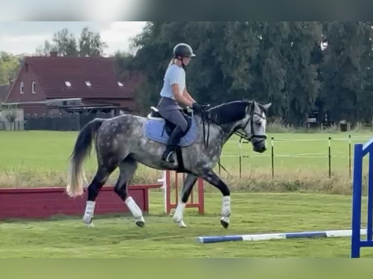 Hanoverian Gelding 6 years 15,1 hh Grey-Dapple in Leer (Ostfriesland)