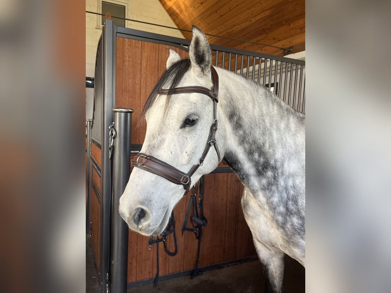 Hanoverian Gelding 6 years 15,2 hh Grey-Dapple in Ostrhauderfehn