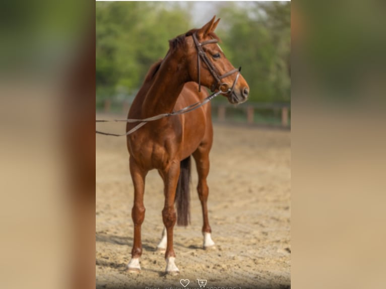 Hanoverian Gelding 6 years 15,3 hh Chestnut in Adelebsen