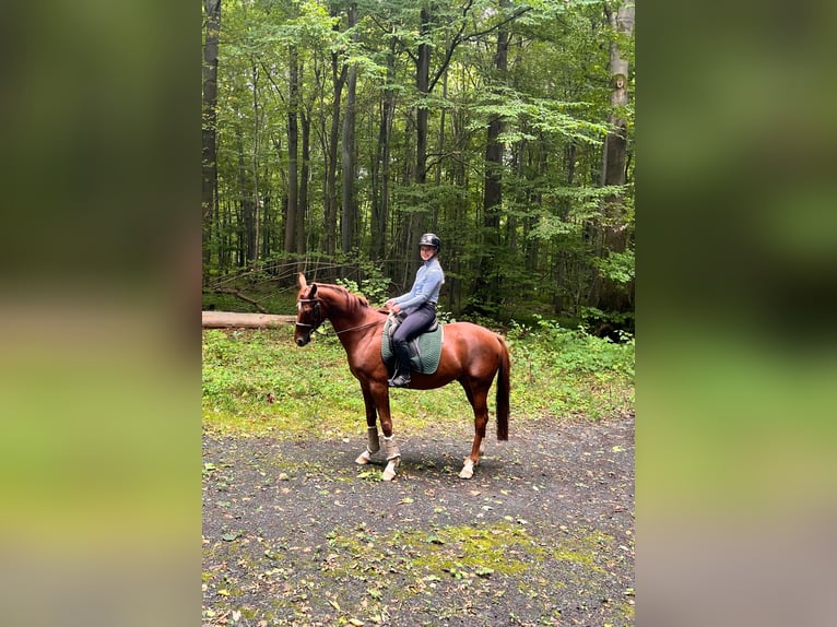 Hanoverian Gelding 6 years 15,3 hh Chestnut in Adelebsen