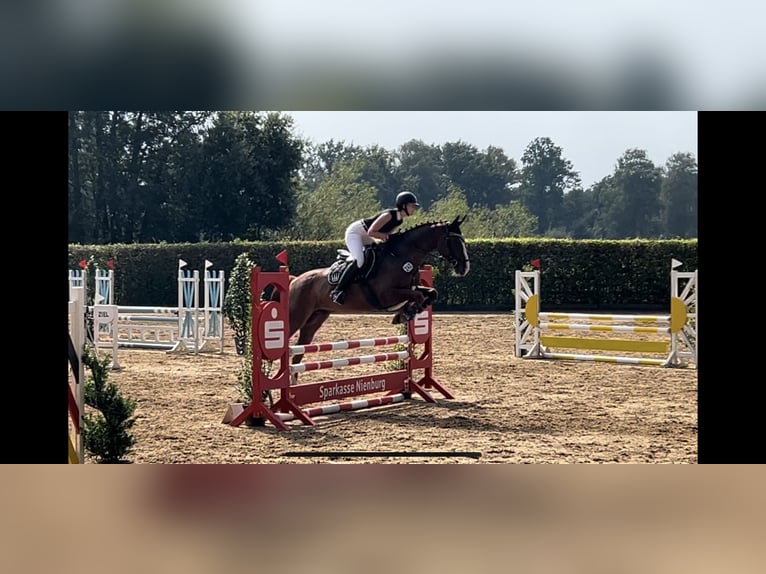 Hanoverian Gelding 6 years 15,3 hh Chestnut-Red in Syke