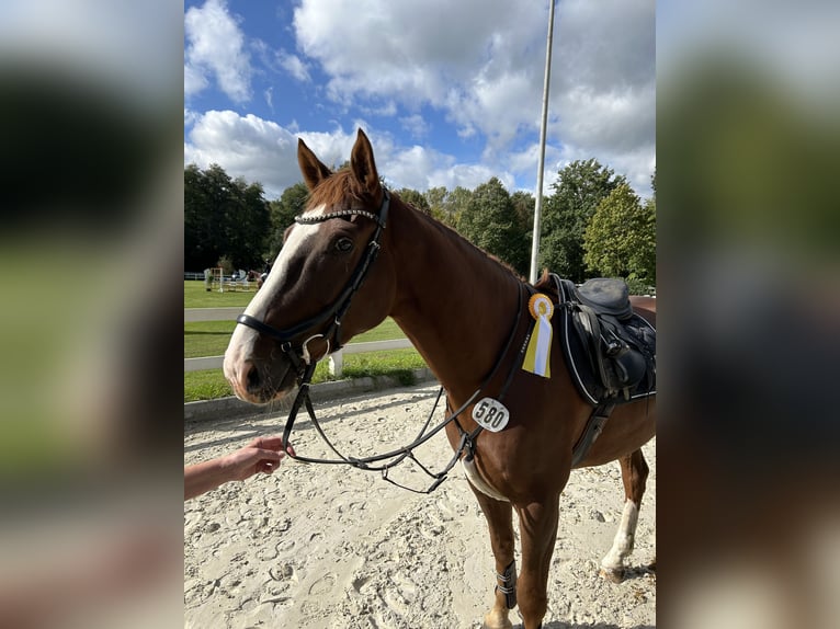 Hanoverian Gelding 6 years 15,3 hh Chestnut-Red in Syke
