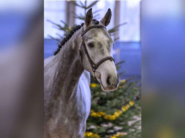 Hanoverian Gelding 6 years 15,3 hh Grey in Dinslaken