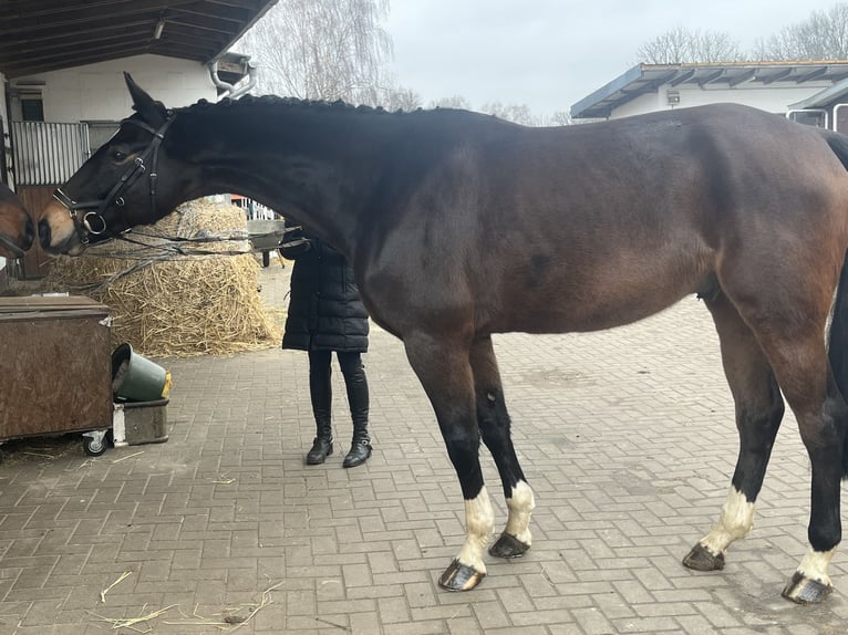 Hanoverian Gelding 6 years 16,1 hh Bay-Dark in Nienburg (Weser)