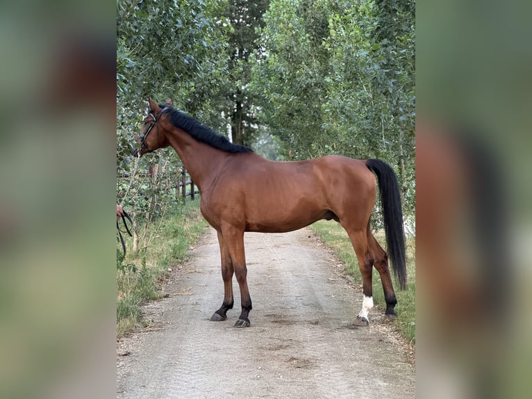Hanoverian Gelding 6 years 16.1 hh Bay in Pūstelninkai
