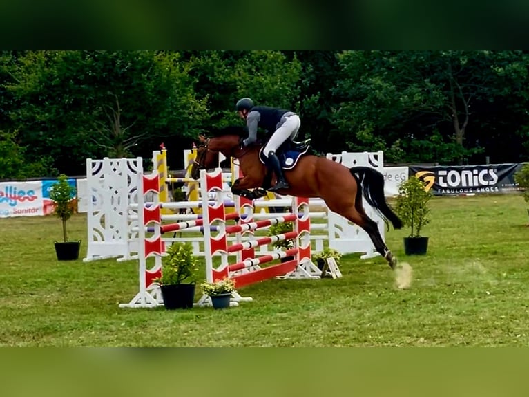 Hanoverian Gelding 6 years 16.1 hh Bay in Schwanewede