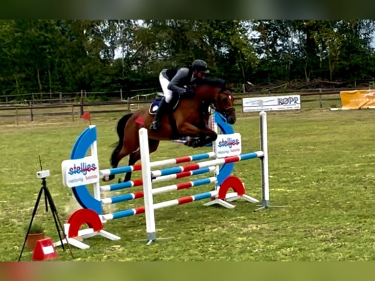 Hanoverian Gelding 6 years 16.1 hh Bay in Schwanewede