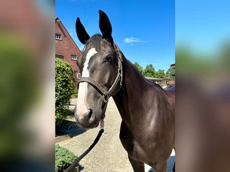 Hanoverian Gelding 6 years 16,1 hh Black in Issum