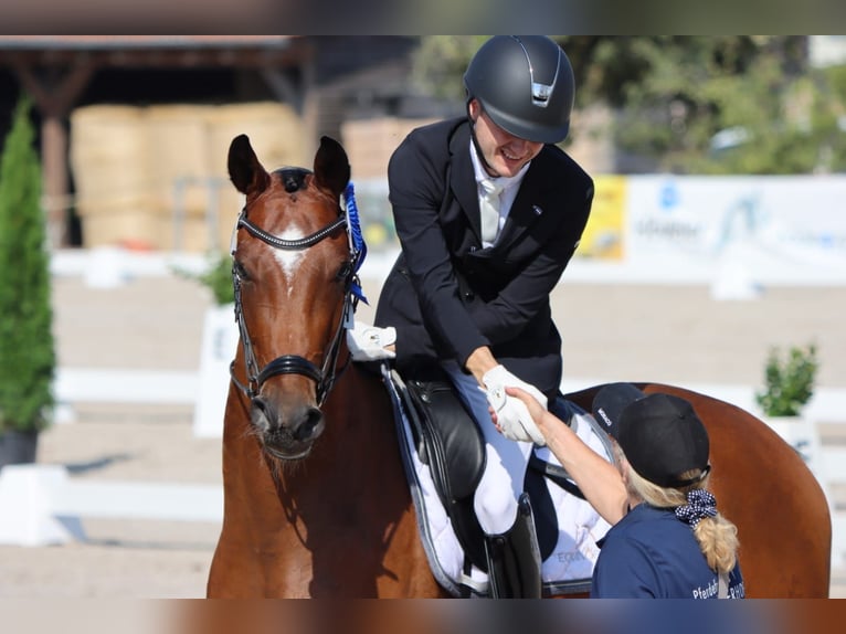 Hanoverian Gelding 6 years 16,1 hh Brown in Börrstadt