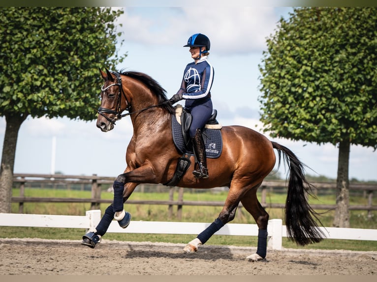 Hanoverian Gelding 6 years 16.1 hh Brown in Girona