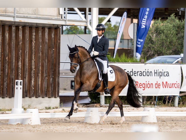 Hanoverian Gelding 6 years 16.1 hh Brown in Girona