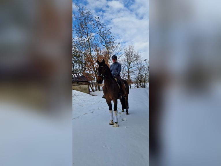 Hanoverian Gelding 6 years 16.1 hh Brown in Neuhaus an der Oste