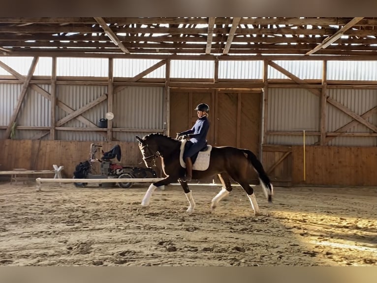 Hanoverian Gelding 6 years 16,1 hh Brown in Alfstedt