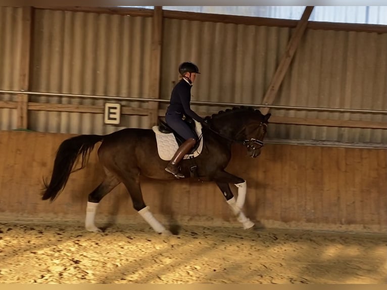 Hanoverian Gelding 6 years 16,1 hh Brown in Alfstedt