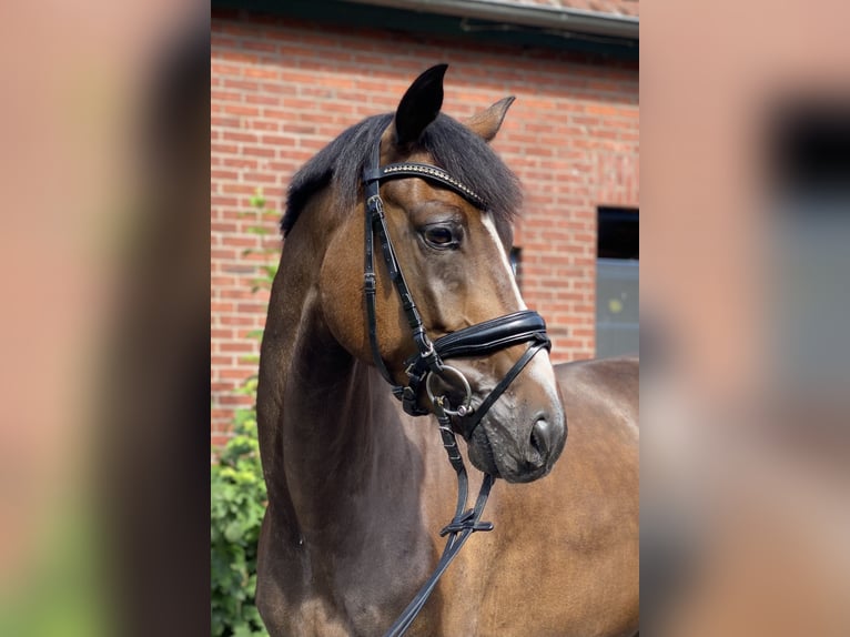 Hanoverian Gelding 6 years 16,1 hh Brown in Alfstedt