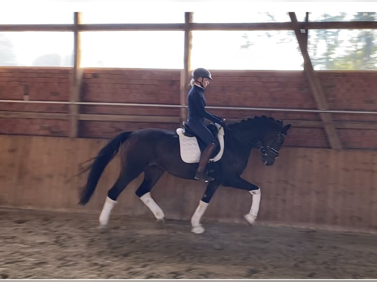 Hanoverian Gelding 6 years 16,1 hh Brown in Alfstedt