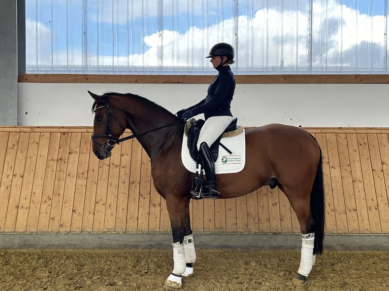 Hanoverian Gelding 6 years 16,1 hh Brown in Soest