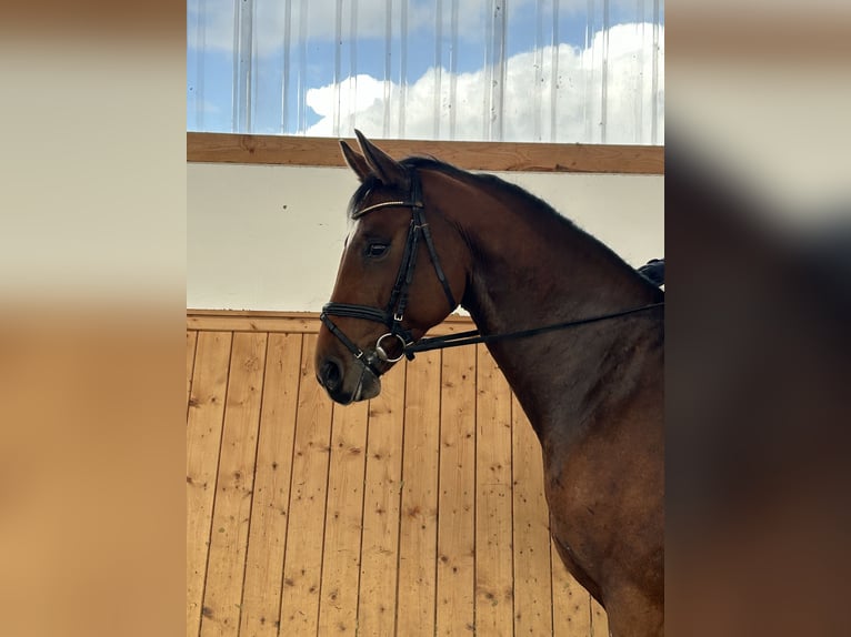 Hanoverian Gelding 6 years 16,1 hh Brown in Soest