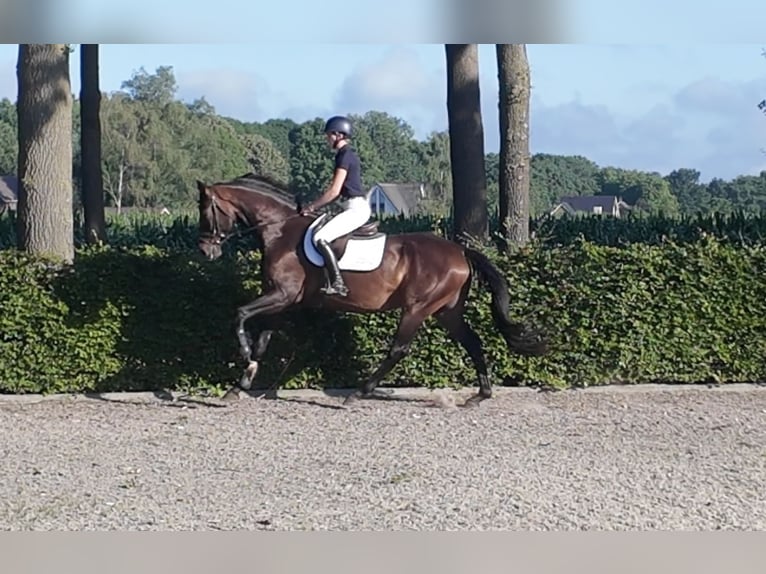 Hanoverian Gelding 6 years 16.1 hh Brown in Waddinxveen