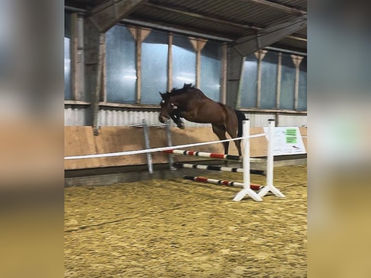 Hanoverian Gelding 6 years 16,1 hh Brown in Detmold