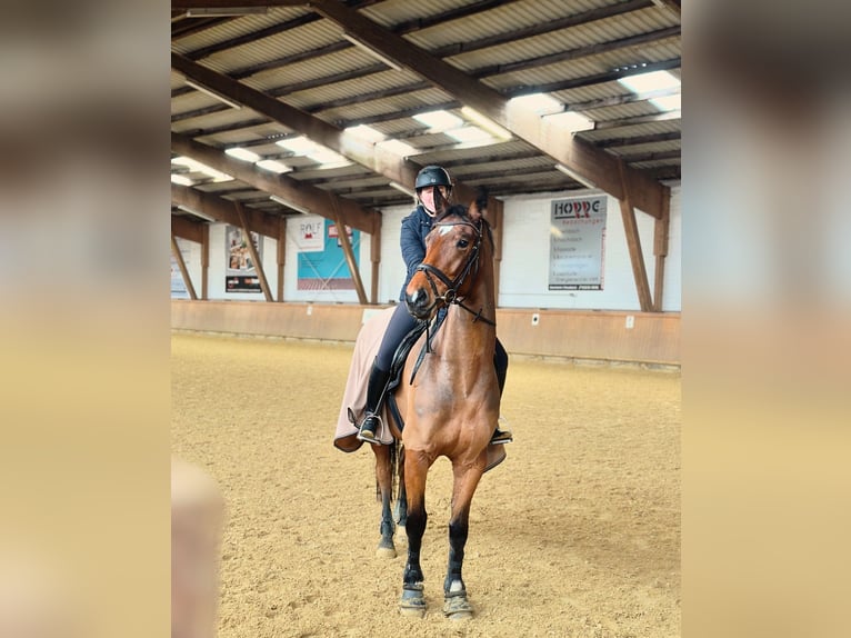 Hanoverian Gelding 6 years 16,1 hh Brown in Detmold