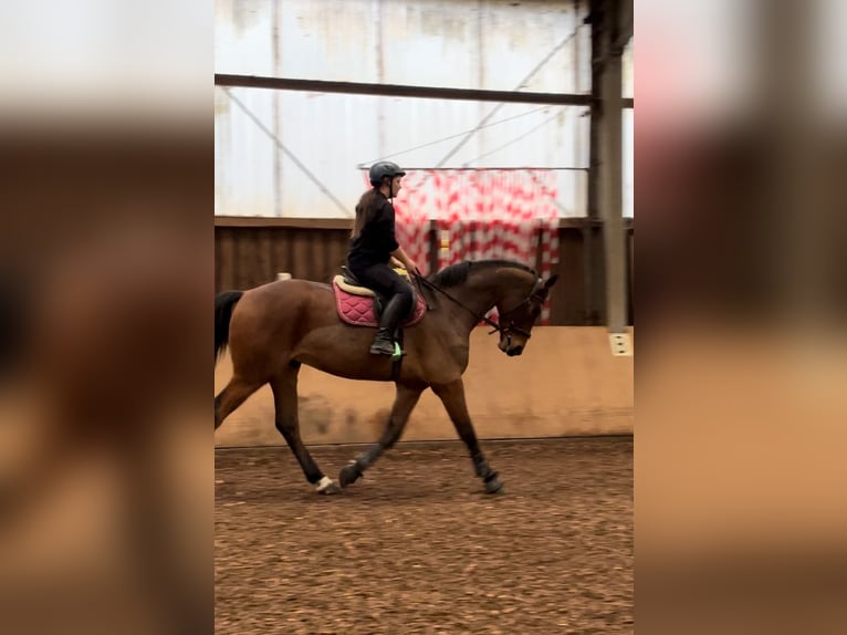 Hanoverian Gelding 6 years 16,1 hh Brown in Detmold