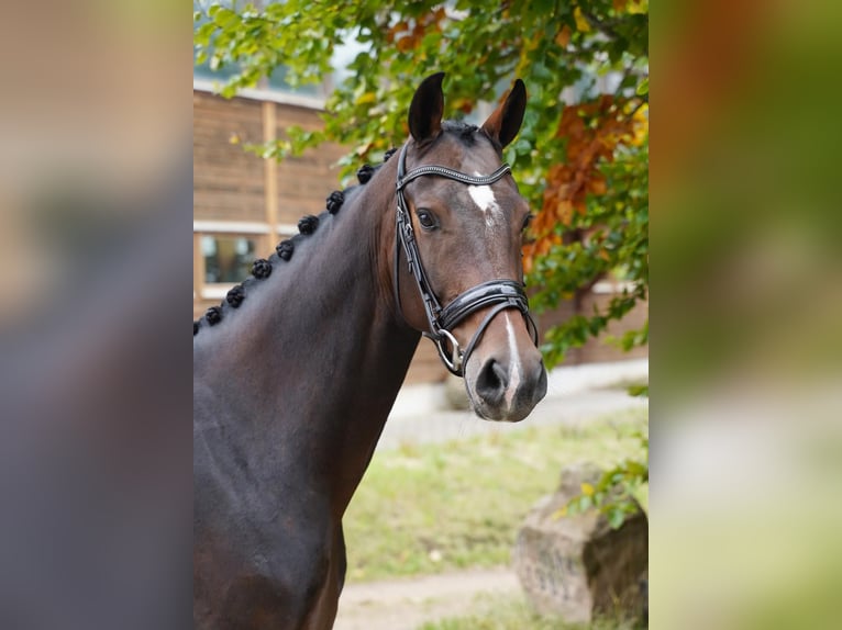 Hanoverian Gelding 6 years 16.1 hh Brown in Buchholz in der Nordheide