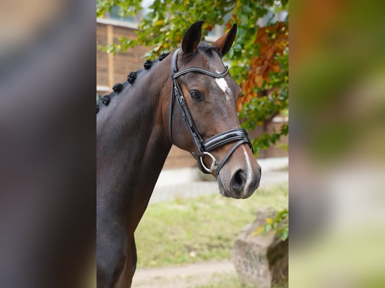 Hanoverian Gelding 6 years 16.1 hh Brown in Buchholz in der Nordheide