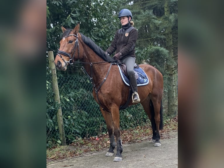 Hanoverian Gelding 6 years 16,1 hh Brown in Hepstedt