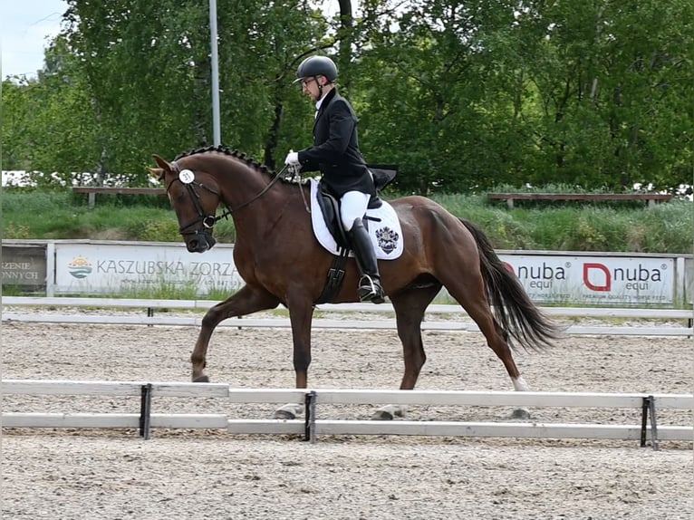 Hanoverian Gelding 6 years 16.1 hh Chestnut in Wysin