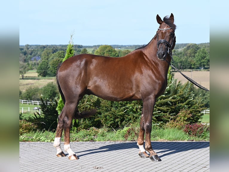 Hanoverian Gelding 6 years 16.1 hh Chestnut in Wysin