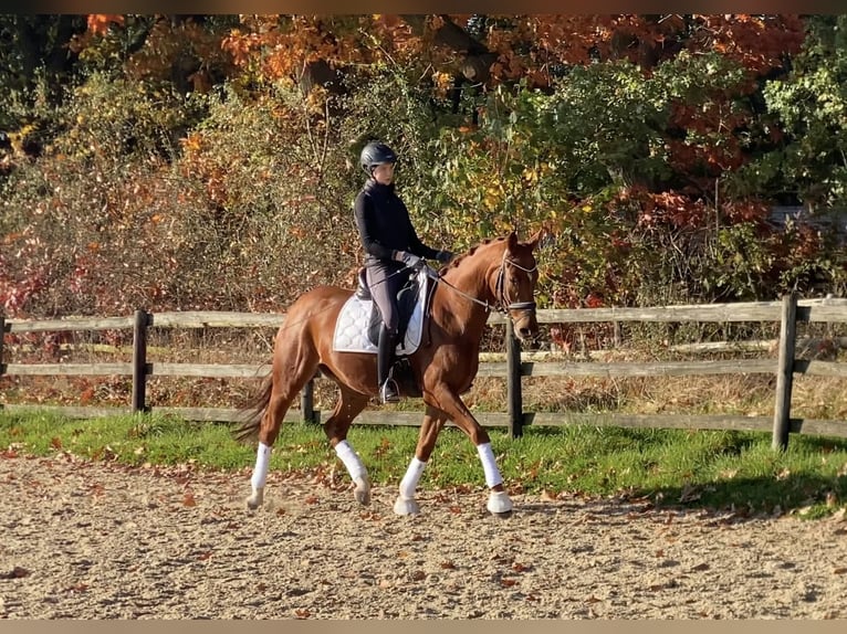 Hanoverian Gelding 6 years 16,1 hh Chestnut-Red in Hoya