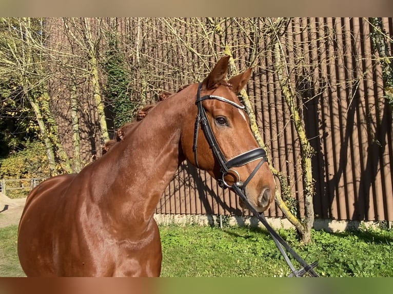 Hanoverian Gelding 6 years 16,1 hh Chestnut-Red in Hoya