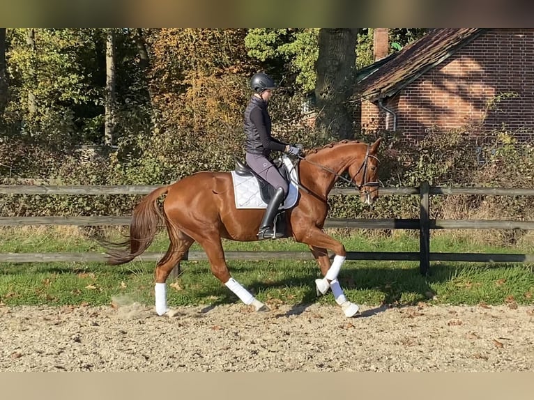 Hanoverian Gelding 6 years 16,1 hh Chestnut-Red in Hoya