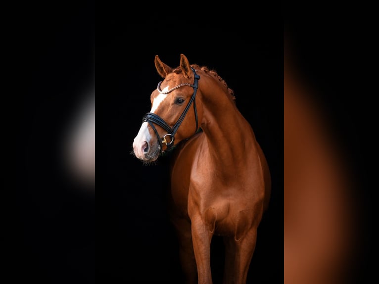 Hanoverian Gelding 6 years 16.1 hh Chestnut-Red in Nienwohld