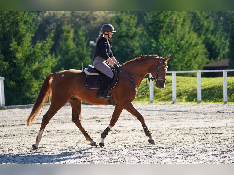 Hanoverian Gelding 6 years 16.1 hh Chestnut-Red in Prag Region