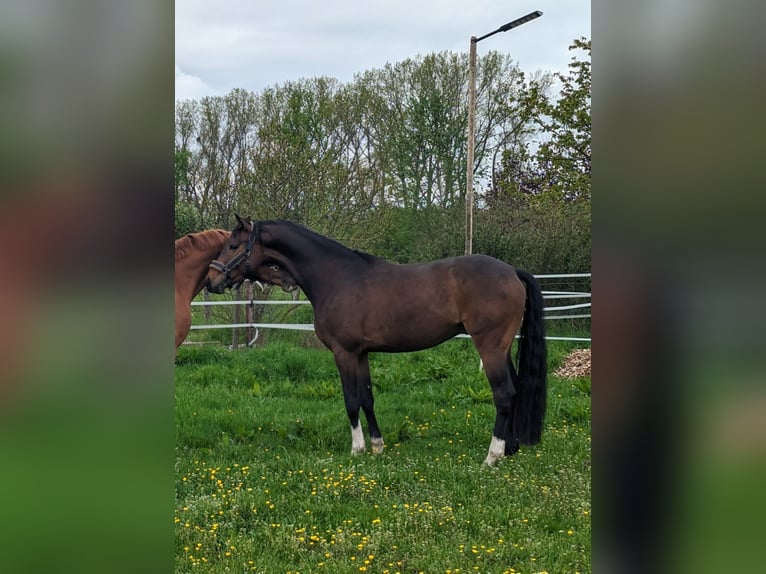 Hanoverian Gelding 6 years 16,1 hh in Einhausen