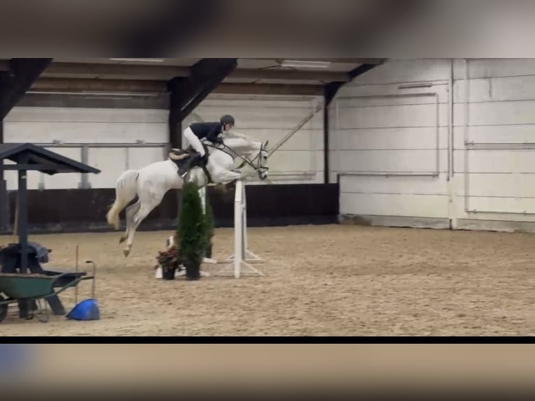 Hanoverian Gelding 6 years 16,1 hh Gray in Hasbergen