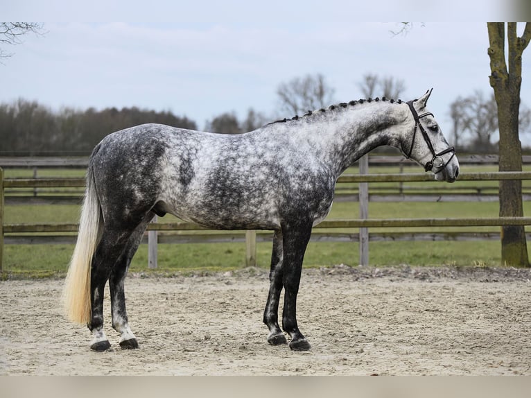 Hanoverian Gelding 6 years 16,1 hh Gray in Riedstadt