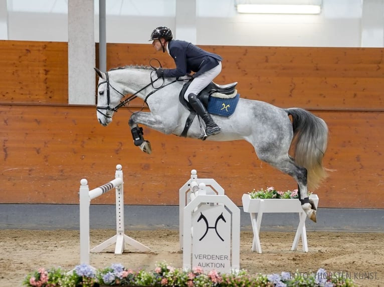 Hanoverian Gelding 6 years 16,1 hh Gray in Verden