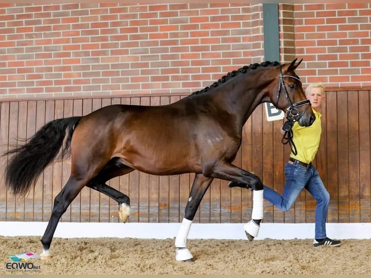 Hanoverian Gelding 6 years 16.2 hh Bay-Dark in Gronau (Westfalen)