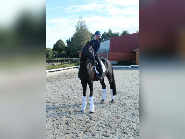 Hanoverian Gelding 6 years 16,2 hh Bay-Dark in Bassum