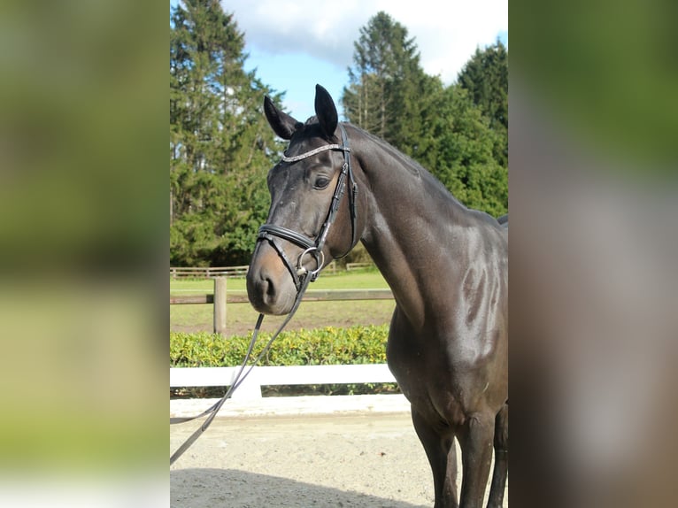 Hanoverian Gelding 6 years 16,2 hh Bay-Dark in Bassum