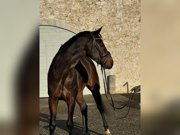 Hanoverian Gelding 6 years 16,2 hh Bay-Dark in St. Imier